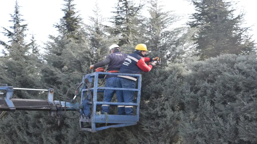 Kdz. Ereğli’nin mavi servileri budanıyor