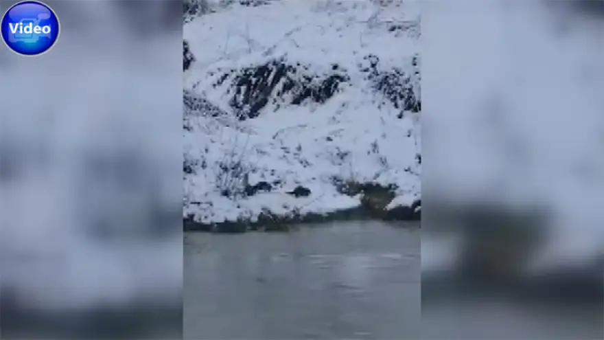 Alaplı'da su samurları cep telefonu ile görüntülendi...