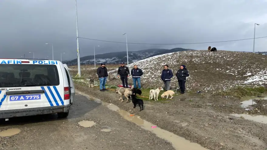 Polis ekipleri sokak hayvanlarını besledi