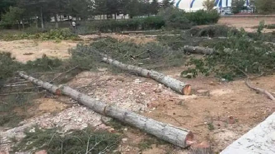 Milletvekili, kesilen asırlık ağaçları sormuştu, Bakanlık yanıtladı