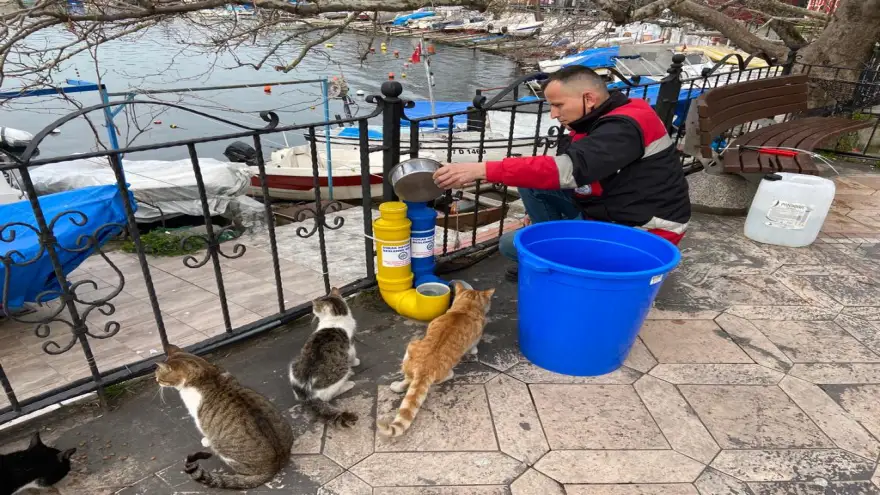 Sokak Hayvanları İçin Beslenme Noktaları Artırılıyor