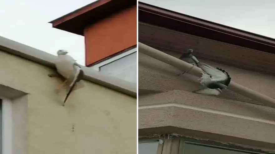 Güvercin ve martı itfaiye ekiplerince kurtarıldı