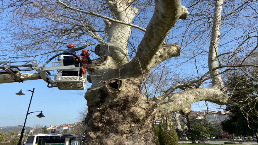 Kdz. Ereğli’de anıt ağaçların bakımı yapılıyor