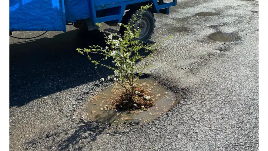 Çukurlara ağaç diktiler...