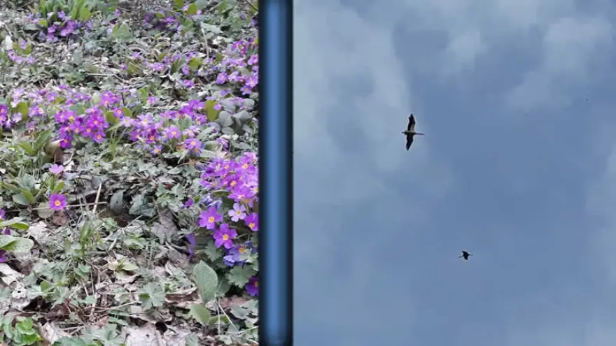 Göç eden Leylekler, gün yüzüne çıkan dağ menekşeleri