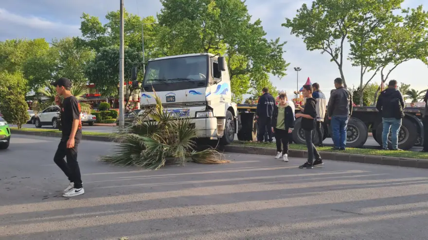 Tır ağacı devirerek durabildi...