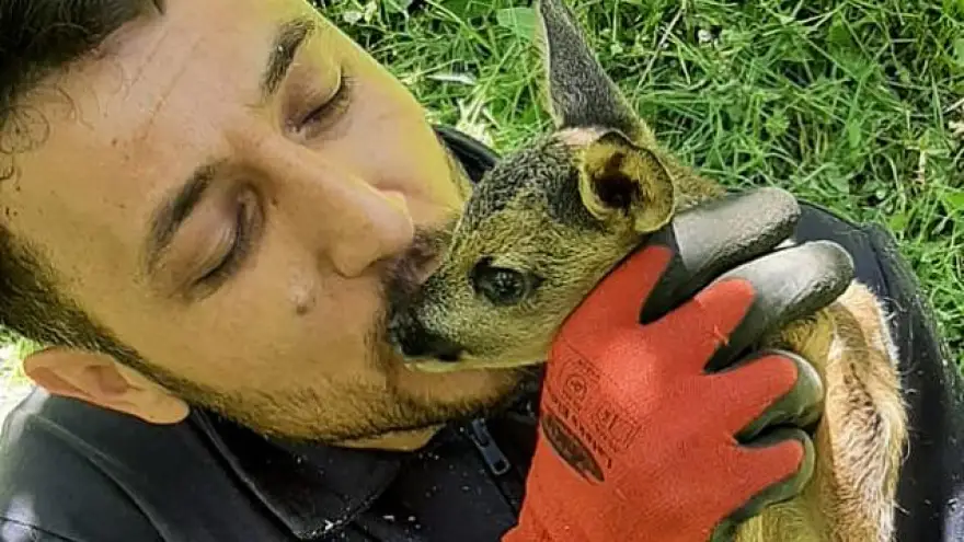 Yavru Karaca, Milli Parklar müdürlüğü'ne teslim edildi