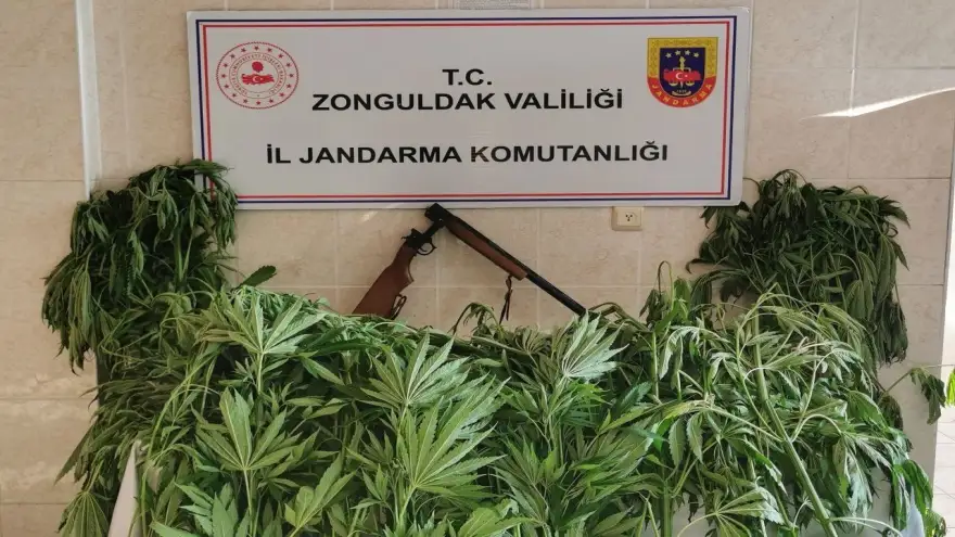 Jandarma 27 kök kenevir bitkisi ele geçirdi...