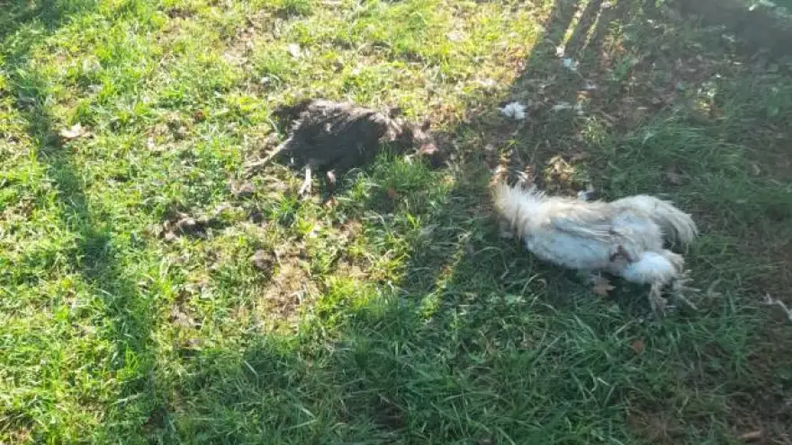 Kümes hayvanlarını aç olan köpekler telef etti...