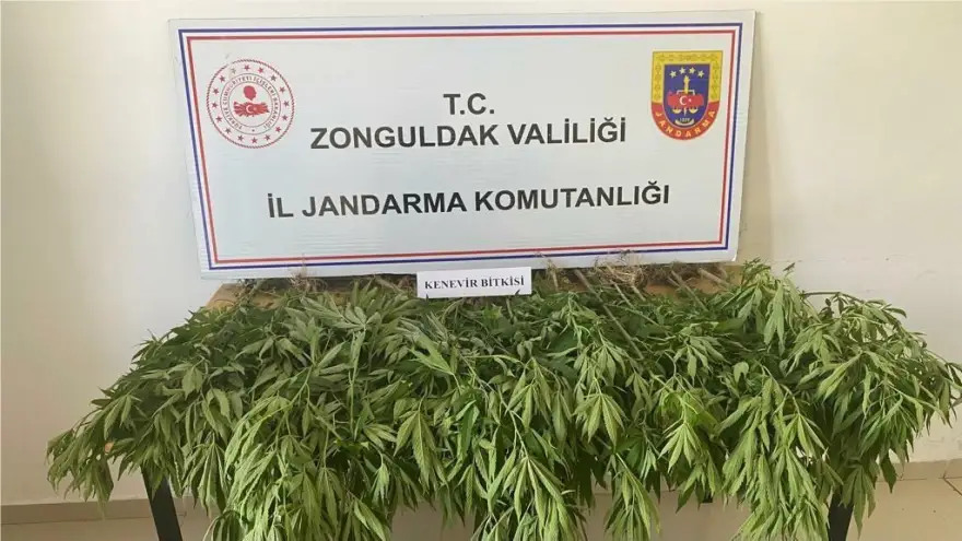 Ereğli'de Jandarma ekipleri 50 Kök Kenevir bitkisi ele geçirdi..