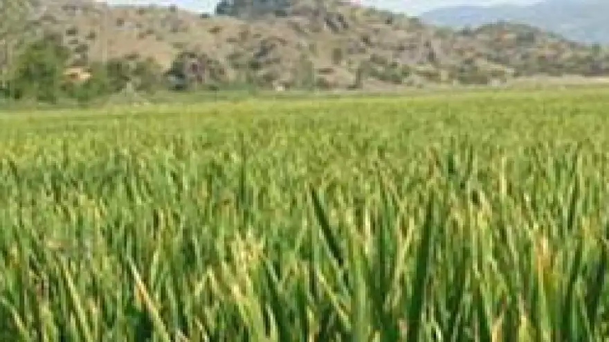 'Çeltik biçim fiyatı 40 lirayı geçmesin'