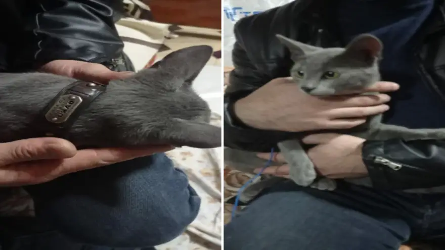 Kayıp kedinin sahibi aranıyor