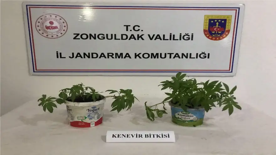 Ereği'de 22 adet Kenevir Bitkisi ele geçirildi...