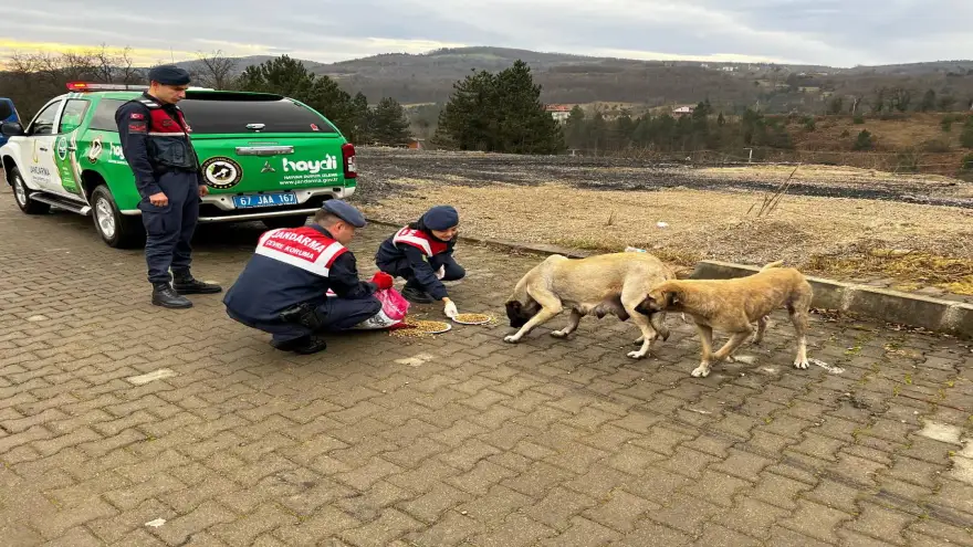 Jandarma, sokak canlarına sahip çıktı..