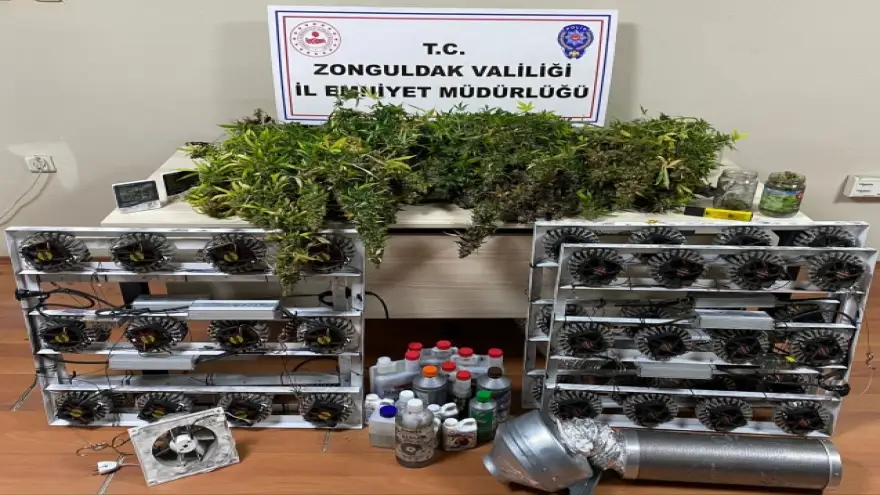 Ereğli'de izinsiz kenevir yetiştiren kişilere operasyon