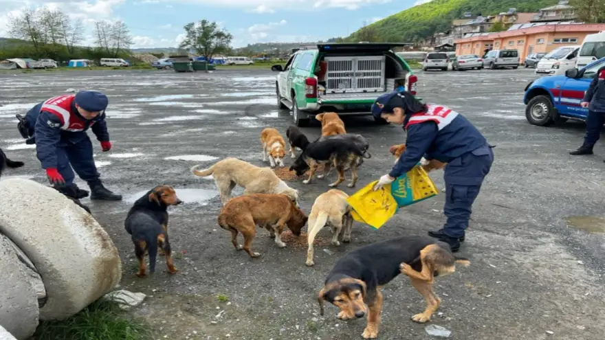 Jandarma’nın Doğa Ve Hayvanları Koruma Timi sokak hayvanlarını besledi...