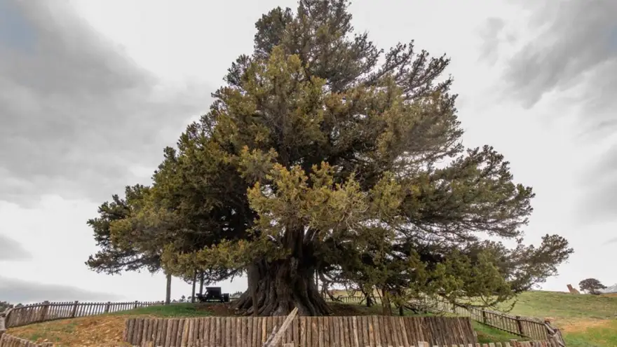 En yaşlısı 4 bin 117 yaşındaki Alaplı'da ki porsuk ağacı