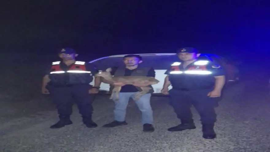 Jandarma yol kenarında yaralı ceylan buldu...