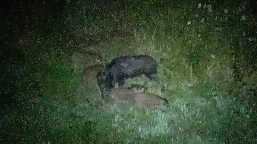 Domuz sürüsü mahalleye indi...