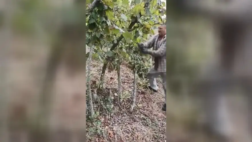 Fındık fiyatına kızdı, baltayla ağaçları doğradı