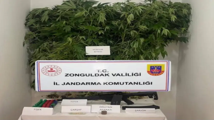 Jandarma kök kenevir bitkisi ve marihuana bitkisi ele geçirdi...