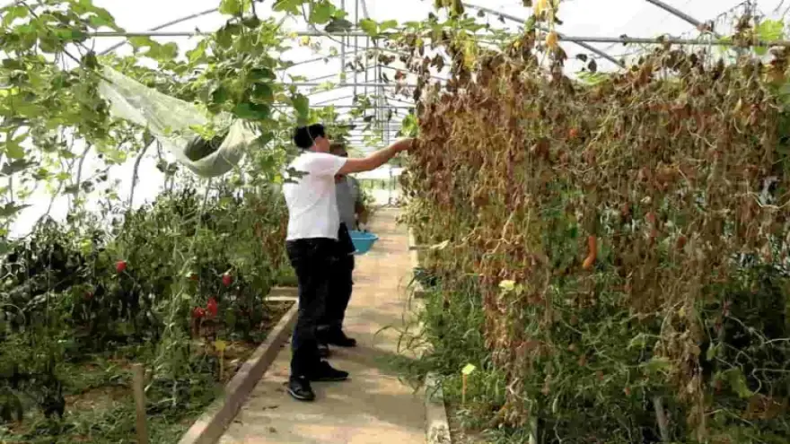 Yerel tohum üretimi devam ediyor...