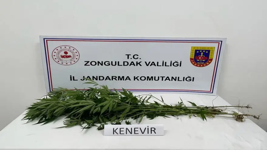 Alaplı’da Jandarma ekipleri kenevir ele geçirdi…