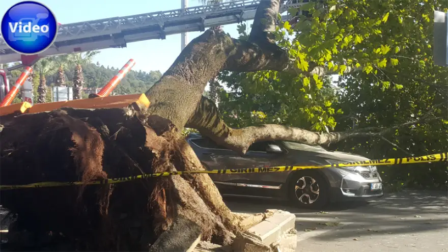 Çınar ağacı park halindeki cipin üzerine devrildi...