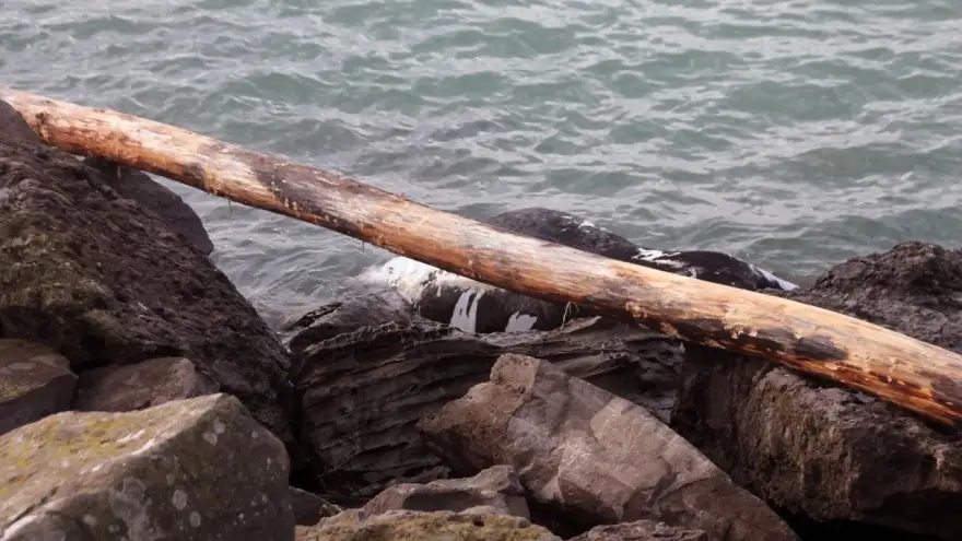 Kayalıklara hayvan leşi vurdu