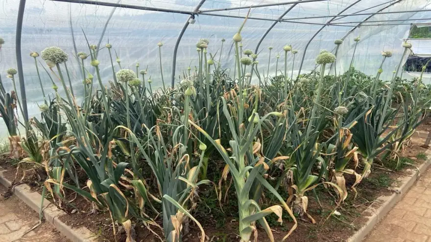 Pırasa Tohumları Ekildi, Halka Dağıtılacak